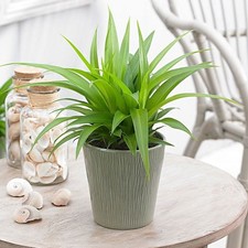 All Green Spider Plant in Pot