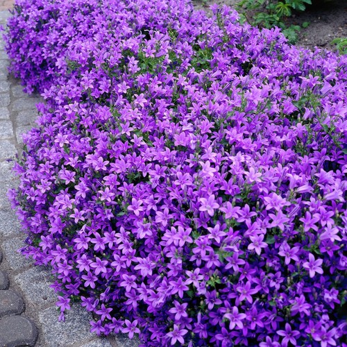 Campanula bellflower - campanula,