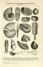 Petrefacts Mesozone Fossils Triassic Chalk Historical Graphic Woodcut circa 1892
