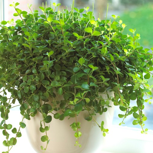 Peperomia rotundifolia - , |