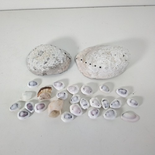 Sea shell joblot bundle - sea,