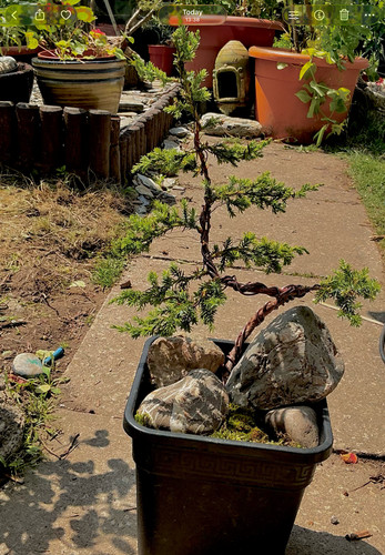 Bonsai juniper with rocks and