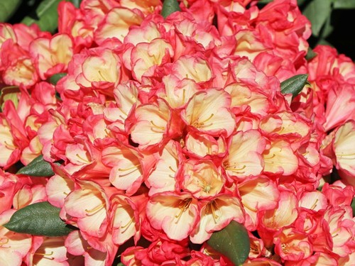 Rhododendron barbarella - barbarella,