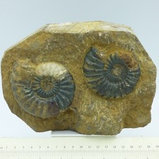 Fossil Ammonites