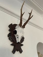 Fine Antlers of a Roe Deer 609