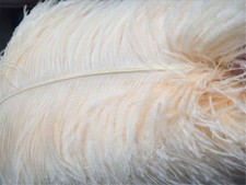 Long Quality Champagne Ostrich