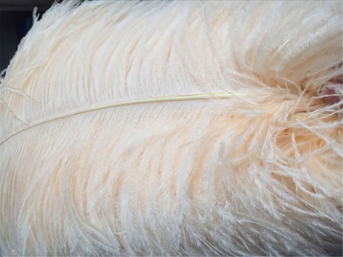 Long quality champagne ostrich - quality,