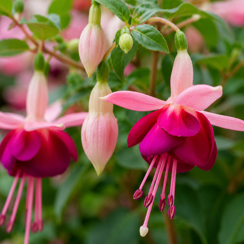 Large plant fuchsia bush - plant,