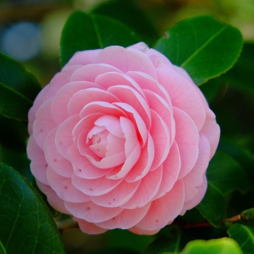 Camellia happy birthday 9cm - camellia, 'happy