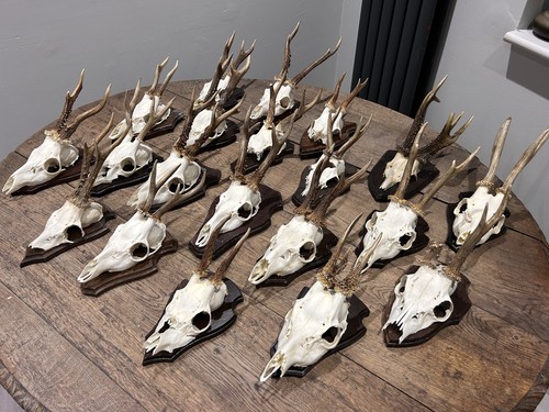 Taxidermy roe deer - roe,