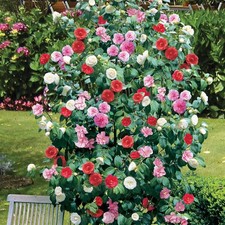 1 x Camellia Tricolour Red Pink White Hardy Bushy Evergreen Shrub Plant In Pot