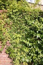 Hydrangea seemannii seemannii White Flowering Vine Climbing Plant - 3L Pot