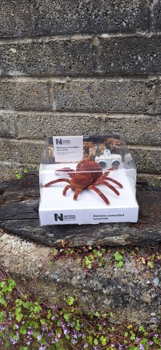 Natural history museum - natural, toy