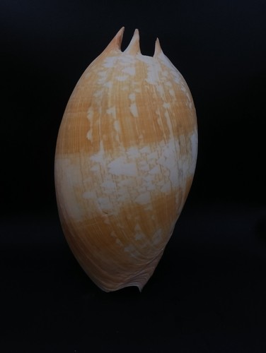 Large melo umbilicatus sea - large,