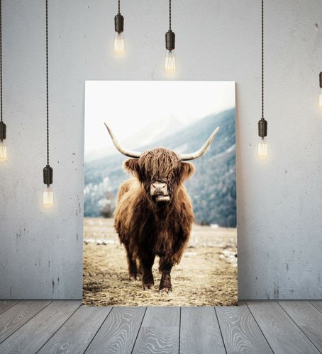 Highland cow deep framed - highland,