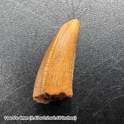 Genuine raptor dinosaur - , tooth