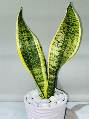 Snake plant - plant, |