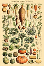 VINTAGE VEGETABLES BOTANICAL A4 POSTER PRINT
