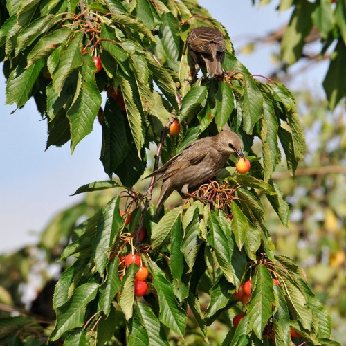 Bird cherry tree - cherry,