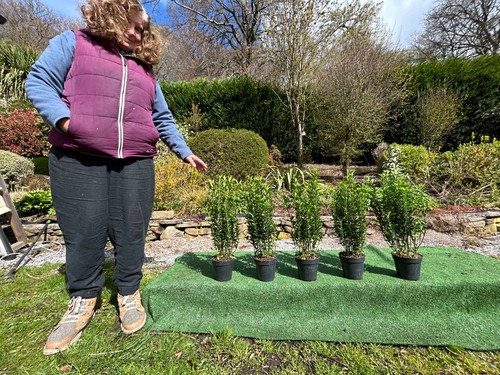 Euonymus hedging plants pack - euonymus,