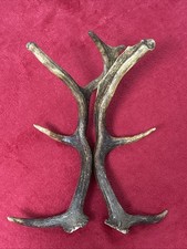 PAIR OF FALLOW DEER ANTLER