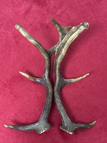 Pair fallow deer antler - pair,