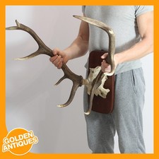 Large Red Deer Stag Skull 10