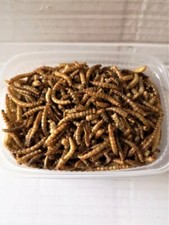 FLOUR WORMS - LYOPHILISE FLOUR WORMS - LYOPHILISE MOON WORMS