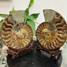 8.8LB Natural Fossil Snail Agate Fancy Cabochon Gemstones Crystal Collection