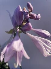 Hosta 'Lacy Belle' - FREE DELIVERY ON 5 OR MORE OF ALL PLANTS in 9cm pot