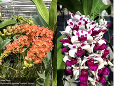 Rare Rhychostylis gigantea