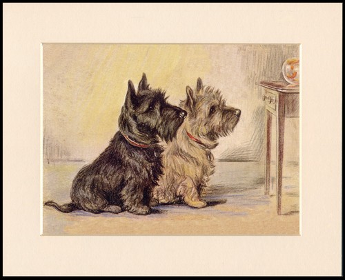 Cairn terrier dog - terrier, print