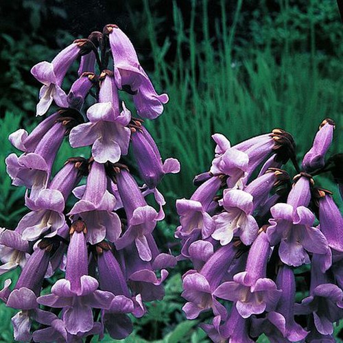 Paulownia tomentosa seeds - paulownia,