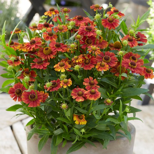Helenium strawberry sundae - strawberry,