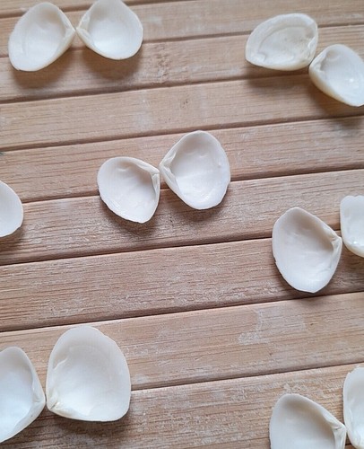 White seashells small - 40,