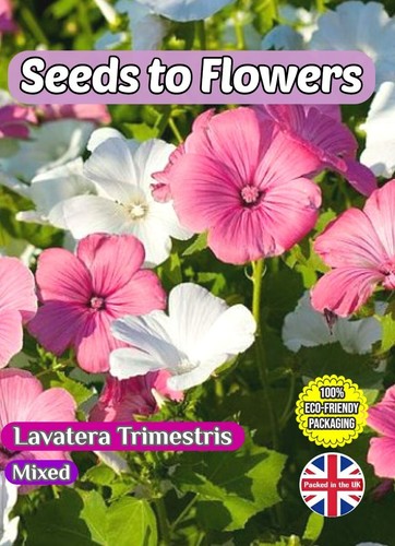 Lavatera trimestris mixed - lavatera,