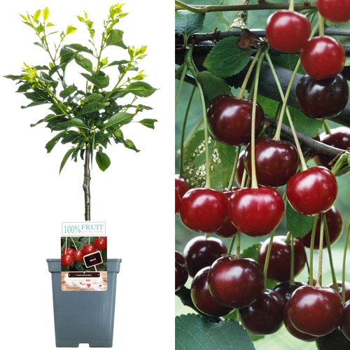 Patio fruit tree collection - collection, |