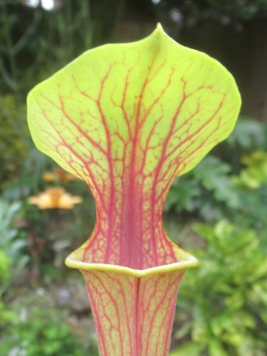 Sarracenia flava ornata - sarracenia,