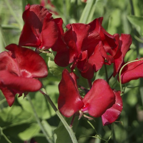 Sweet pea winston - pea, churchill