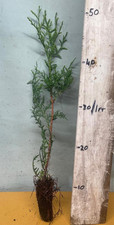 3 Western Red Trees  - Thuja