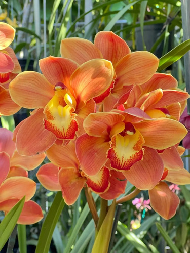 Cymbidium barrita thunder - barrita,