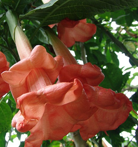Brugmansia angels honeymoon - angels,
