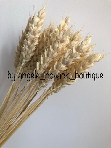 Stems dried wheat bunch - stems,
