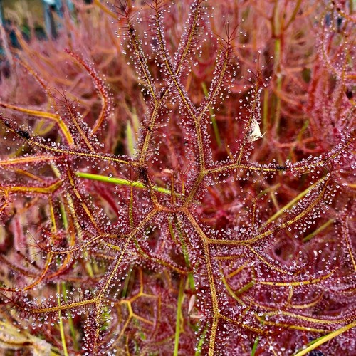 Carnivorous drosera binata - carnivorous,