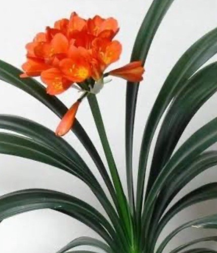 Miniature clivia orange 81 - clivia:, :