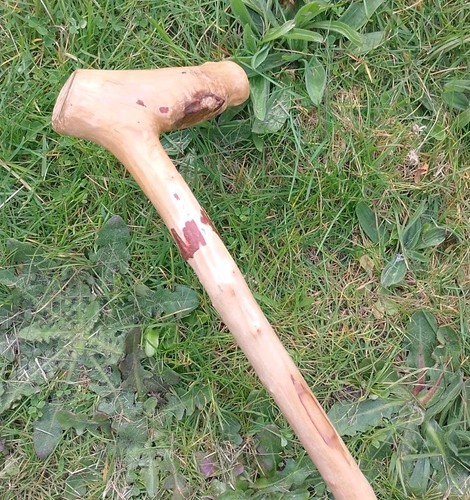 Vintage wooden root - high, shine
