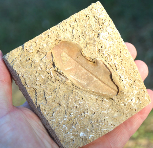 Amazing rare fossil - rare,