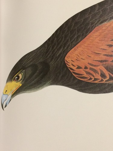 Harris hawk audubon print - hawk,