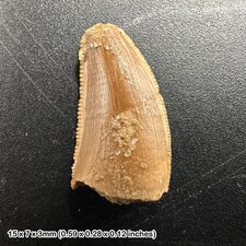Genuine raptor dinosaur tooth