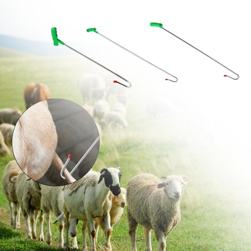 Sheep conquers equipment - conquers,